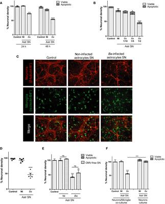 Bystander activation of microglia by Brucella abortus-infected astrocytes induces neuronal death via IL-6 trans-signaling